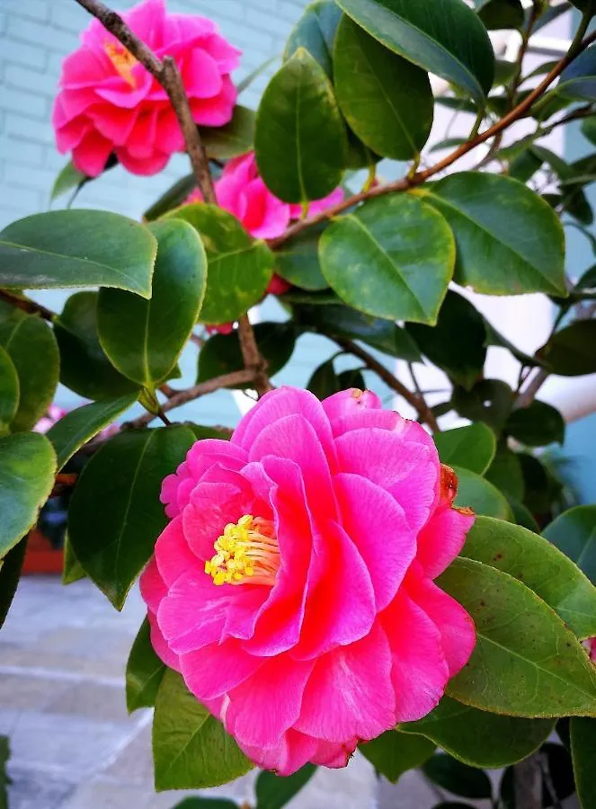 Il Giardino All'Angolo Villacidro